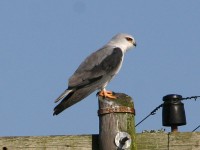Black-winged Kite (Elanus caeruleus)