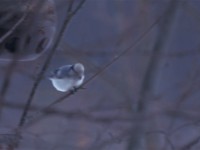 Azure Tit (Cyanistes cyanus) Sörnoret 19960317