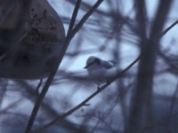 Azure Tit (Cyanistes cyanus) Sörnoret 19960317