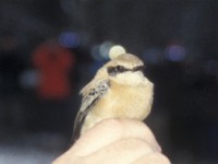 Black-eared Wheatear (Oenanthe hispanica) Bredsjö 19961112