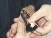 Black-eared Wheatear (Oenanthe hispanica) Bredsjö 19961112