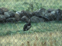 Black Stork (Ciconia nigra) Öland Sibylla 19960907