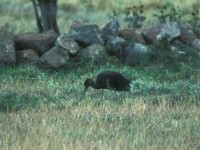 Black Stork (Ciconia nigra) Öland Sibylla 19960907