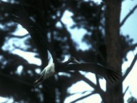 Black Stork (Ciconia nigra) Öland Sibylla 19960907