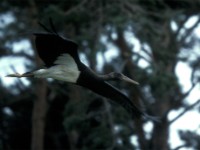 Black Stork (Ciconia nigra) Öland Sibylla 19960907