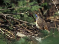 Bluethroat (Luscinia svecica) Öland 199605