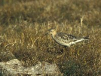 Buff-breasted Sandpiper (Tryngites subruficollis) Ledskär 19961009