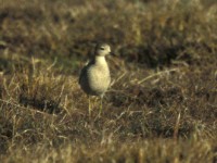 Buff-breasted Sandpiper (Tryngites subruficollis) Ledskär 19961009