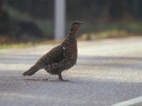 Western Capercaillie (Tetrao urogallus) Berkinge