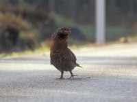 Western Capercaillie (Tetrao urogallus) Berkinge