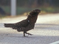 Western Capercaillie (Tetrao urogallus) Berkinge