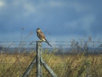 Common Kestrel (Falco tinnunculus) Falsterbo 199609