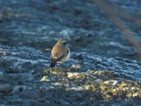 Desert Wheatear (Oenanthe deserti) Biotestsjön 19961207