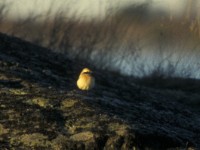 Desert Wheatear (Oenanthe deserti) Biotestsjön 19961207