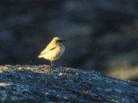 Desert Wheatear (Oenanthe deserti) Biotestsjön 19961207