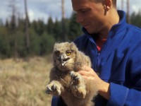 Eurasian Eagle-Owl (Bubo bubo) Östervåla