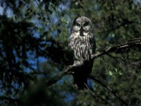 Great Grey Owl (Strix nebulosa) Luleå 19960609