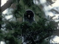 Great Grey Owl (Strix nebulosa) Luleå 19960609