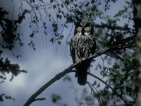 Great Grey Owl (Strix nebulosa) Luleå 19960609