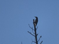 Grey-headed Woodpecker (Picus canus) Forsmark 199603