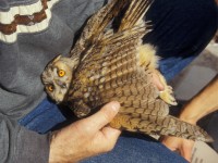 Long-eared Owl (Asio otus) Björn 19960527