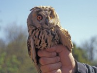 Long-eared Owl (Asio otus) Björn 19960527