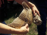 Long-eared Owl (Asio otus) Björn 19960527