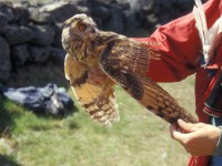 Long-eared Owl (Asio otus) Björn 19960527