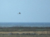 Pallid Harrier (Circus macrourus) Segerstad 19960831