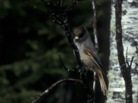 Siberian Jay (Perisoreus infaustus) Nakkajärvi 19960609