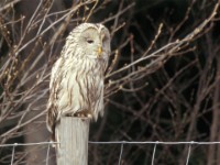 Ural Owl (Strix uralensis) Lövstabruk 199604