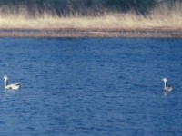 Bar-headed Goose (Anser indicus) Ledskär May 1981