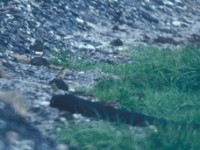 Western Yellow Wagtail (Motacilla flava feldegg) Ottenby May 14 1983