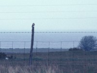 Lesser Grey Shrike (Lanius minor) Öland w22 1980