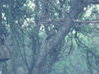 European Nightjar (Caprimulgus europaeus) Ottenby w22 1980