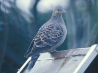 Oriental Turtle Dove (Streptopelia orientalis) Mörbylånga Nov 1990