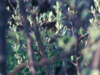 Sardinian Warbler (Sylvia melanocephala) Ottenby w22 1980