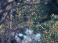 Sardinian Warbler (Sylvia melanocephala) Ottenby w22 1980