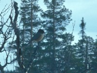 Siberian Jay (Perisoreus infaustus) Storhogna winter 1979