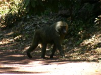 Olive Baboon (Papio anubis)