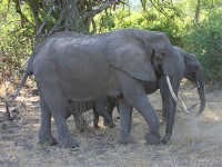African Bush Elephant (Loxodonta africana)