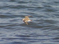 White-fronted Plover (Charadrius marginatus)