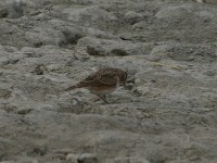 Red-capped Lark (Calandrella cinerea)