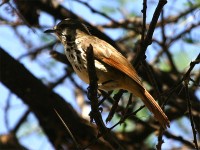 Spotted Palm Thrush (Cichladusa guttata)