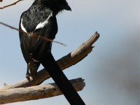 Magpie Shrike (Urolestes melanoleucus)