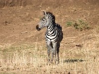 Burchell's Zebra