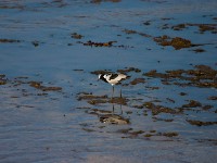 Blacksmith Lapwing
