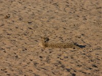 Cheetah