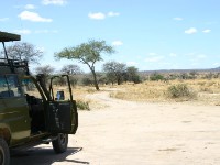 Tarangire