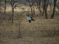 Secretary Bird